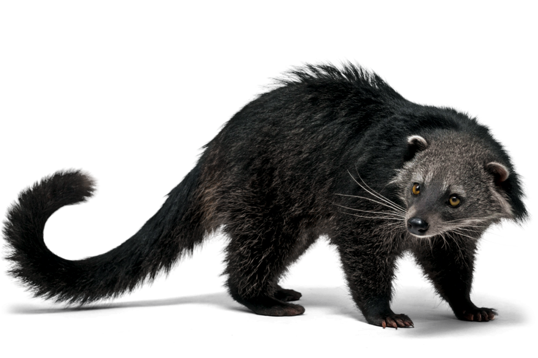 Binturong vor weißem Hintergrund