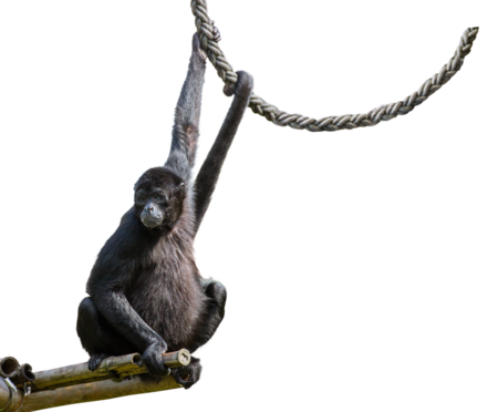 A colombian spider monkey sits on a wooden platform, its left hand and tail holding onto a rope above its head.