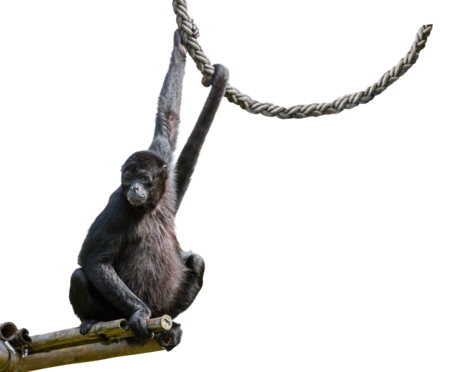 Colombian spider monkey (Macaco aranha da Colômbia)