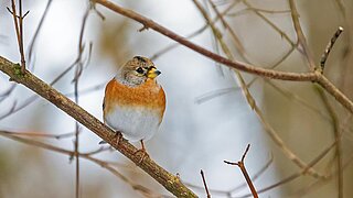 [Translate to English:] Bergfink Tierpark Hellabrunn