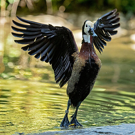 The picture shows a White-faced Whistling Duck rising from the water in the zoo Hellabrunn