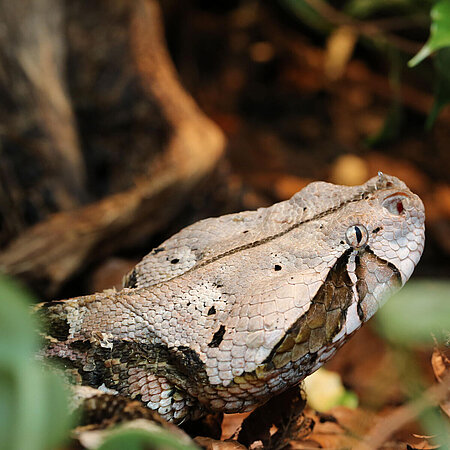 A portrait of a Gabon viper crawls across the floor at Hellabrunn Zoo.