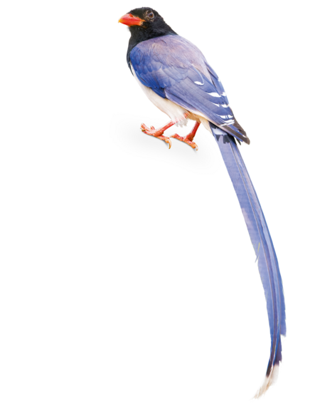 A Red-Billed Blue Magpie is sitting with its back to the camera, but it has its head turned toward the camera.
