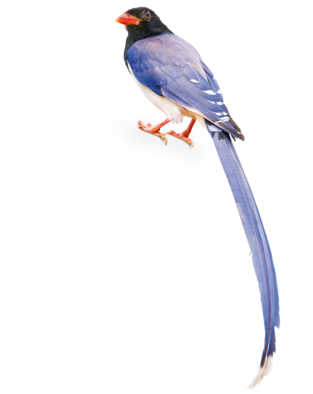Red-Billed Blue Magpie A Red-Billed Blue Magpie is sitting with its back to the camera, but it has its head turned toward the camera.