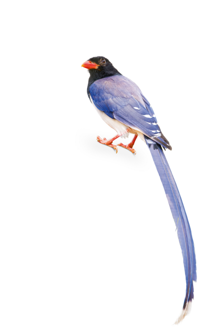 A Red-Billed Blue Magpie is sitting with its back to the camera, but it has its head turned toward the camera.
