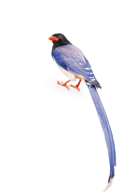 Red-Billed Blue Magpie A Red-Billed Blue Magpie is sitting with its back to the camera, but it has its head turned toward the camera.