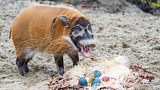 [Translate to English:] Ein Pinselohrschwein mit seiner Osterüberraschung.