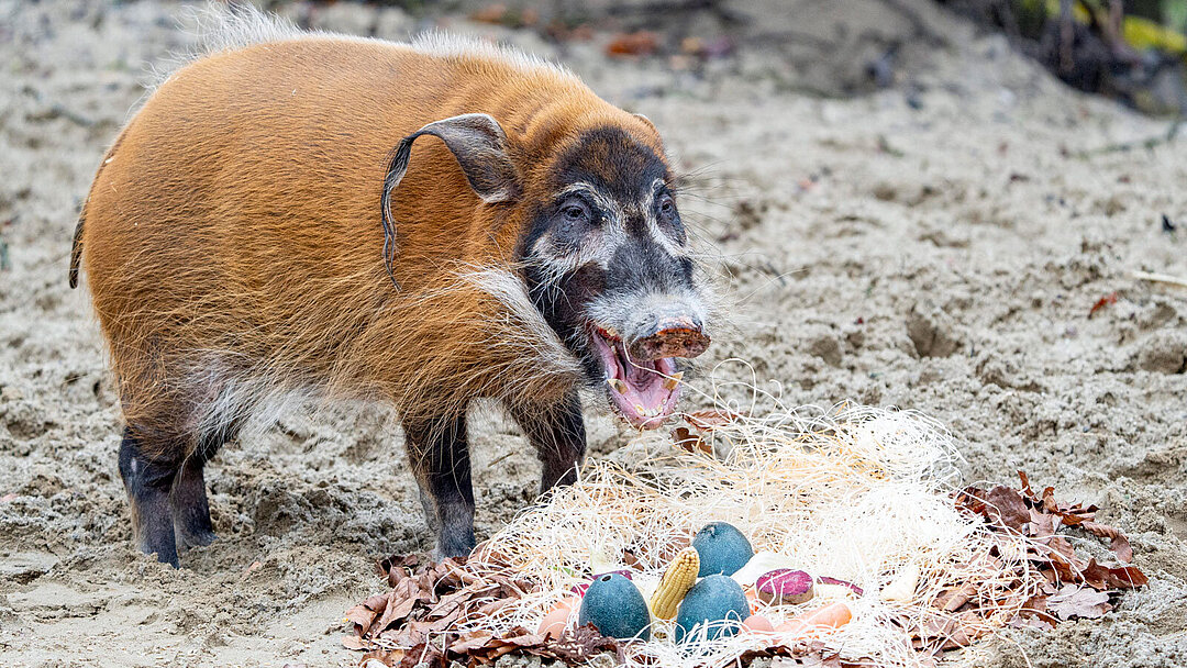 [Translate to English:] Ein Pinselohrschwein mit seiner Osterüberraschung.