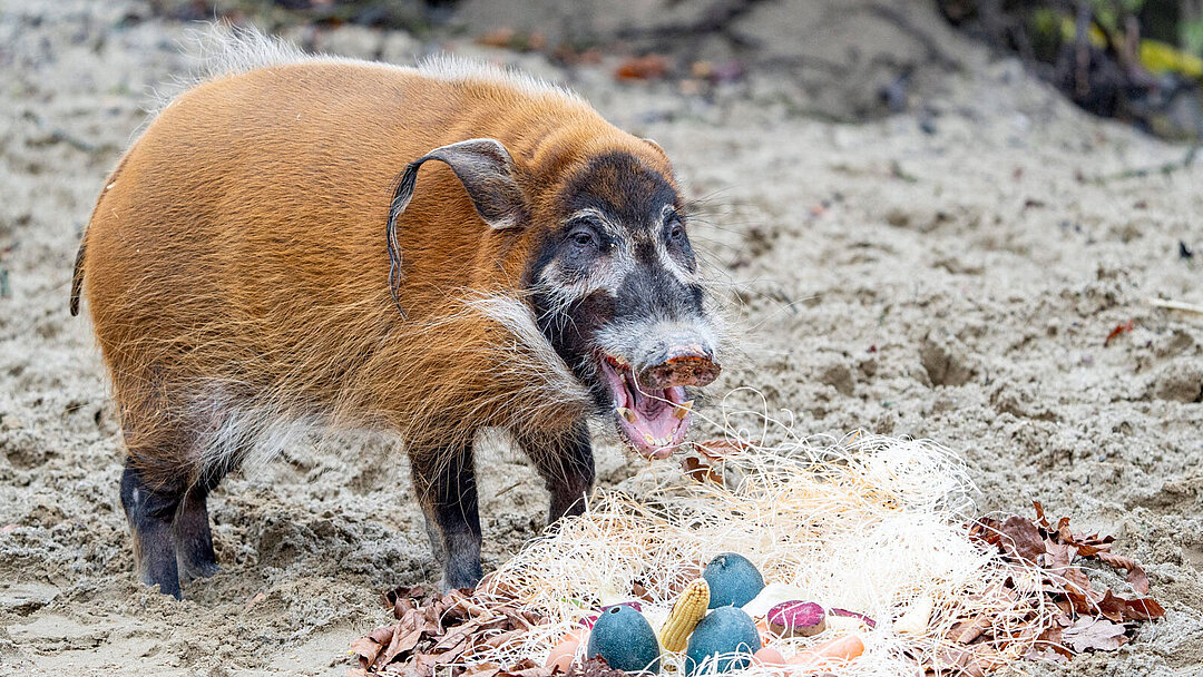 Ein Pinselohrschwein mit seiner Osterüberraschung.