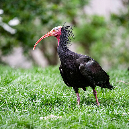 The picture shows a northern bald ibis standing on a meadow and showing its profile.