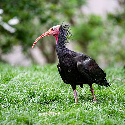 Das Bild zeigt einen Waldrapp, der auf einer Wiese steht und sein Profil zeigt.