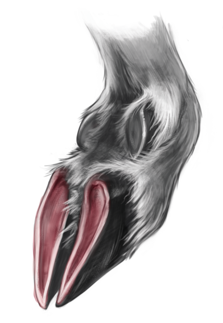 A drawing of the underside of the hoof of an Abruzzo chamois