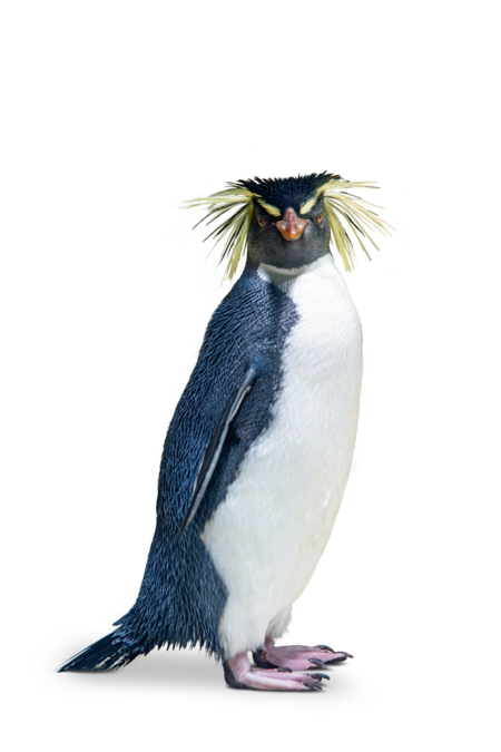 The picture shows a northern rockhopper penguin looking into the camera.