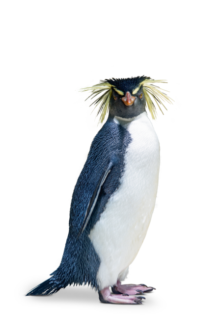 Northern rockhopper penguin The picture shows a northern rockhopper penguin looking into the camera.