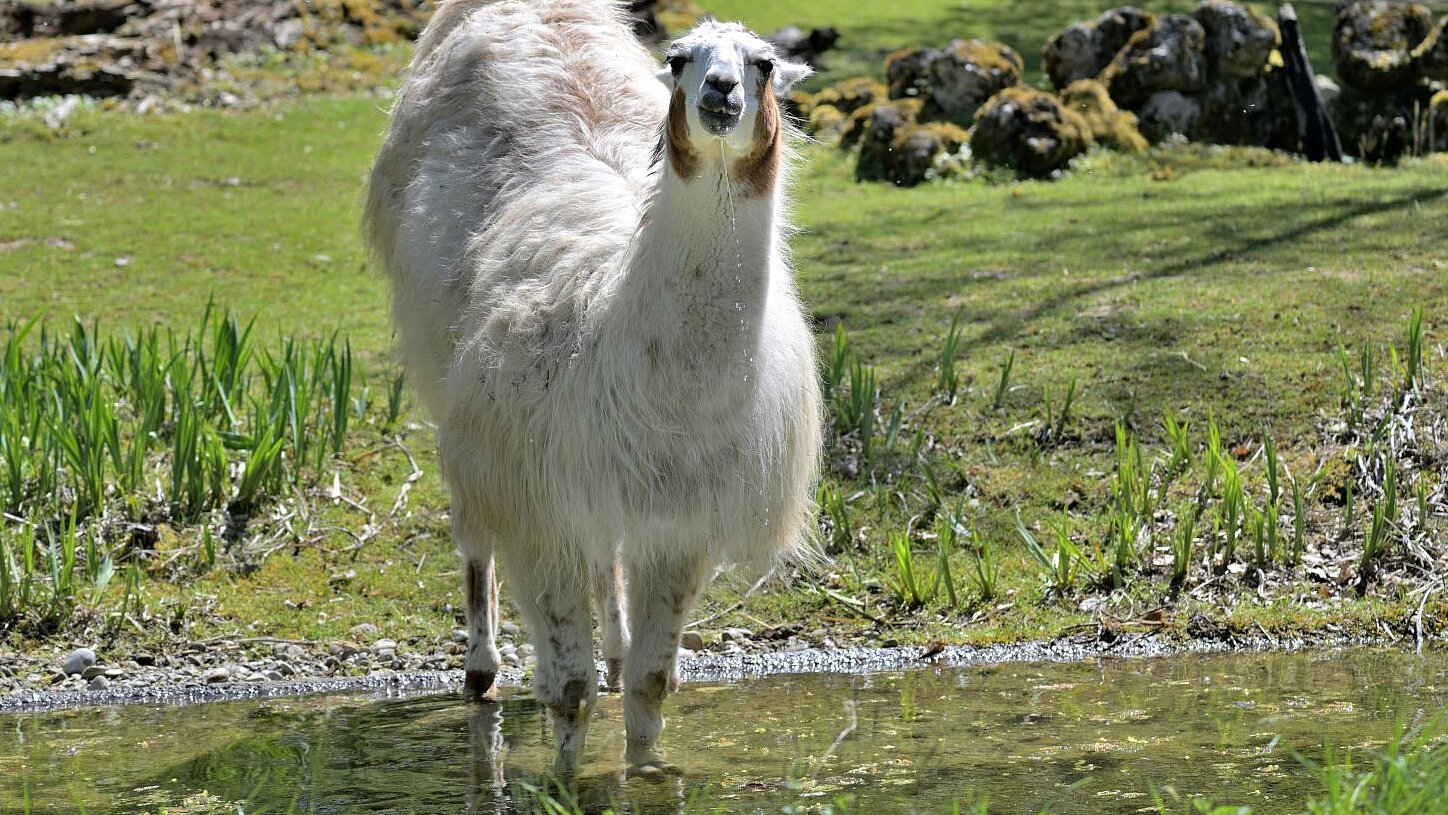 Lama steht im Wasser und trinkt
