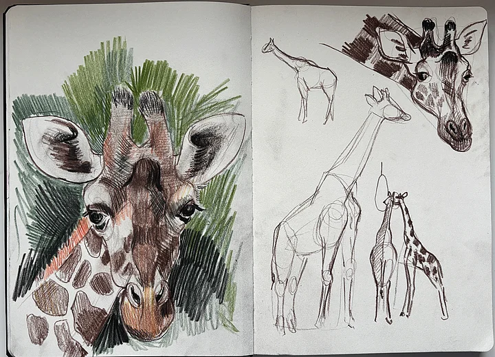 Zeichnungen Giraffe Zeichenkurs