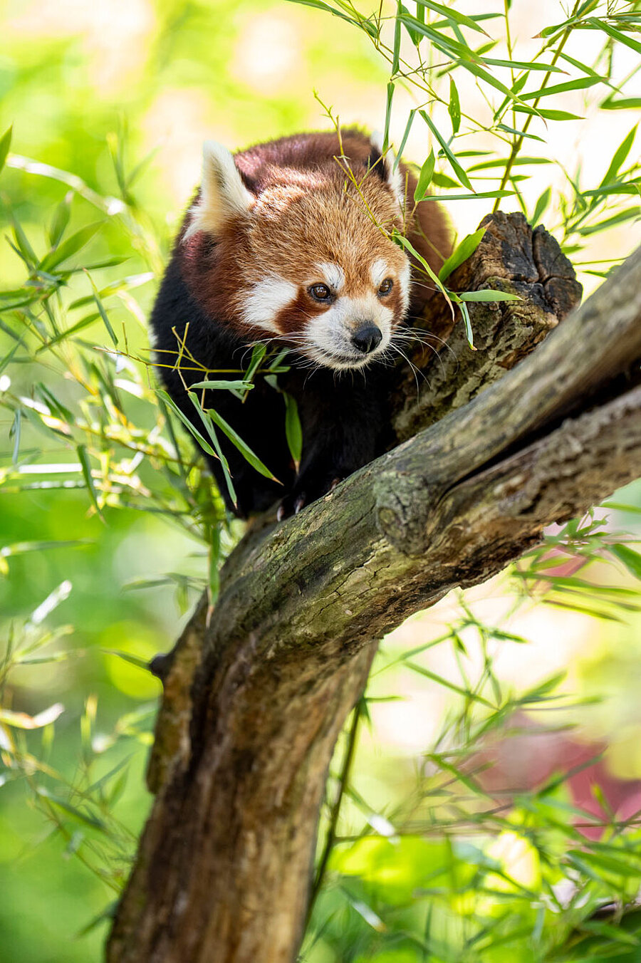 Ein roter Panda auf einem Ast, umgeben von Bambuszweigen.
