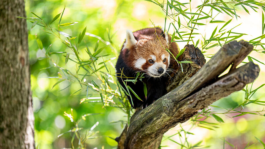 Ein roter Panda auf einem Ast, umgeben von Bambuszweigen.
