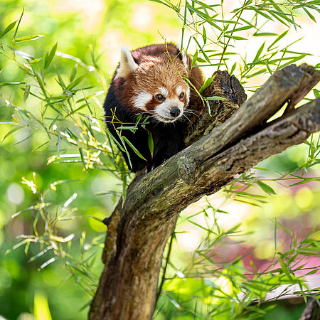 [Translate to English:] Ein roter Panda sitzt auf einem Ast zwischen Bambus-Blättern.