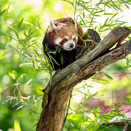 [Translate to English:] Ein roter Panda sitzt auf einem Ast.