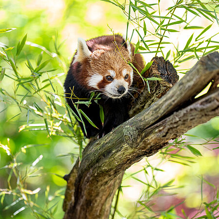 Ein roter Panda sitzt auf einem Ast.