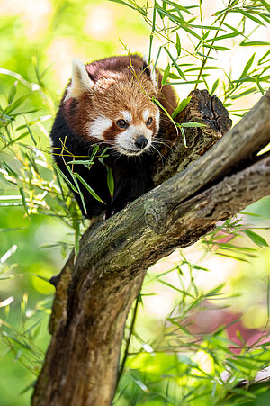 Ein Roter Panda auf einem Ast.