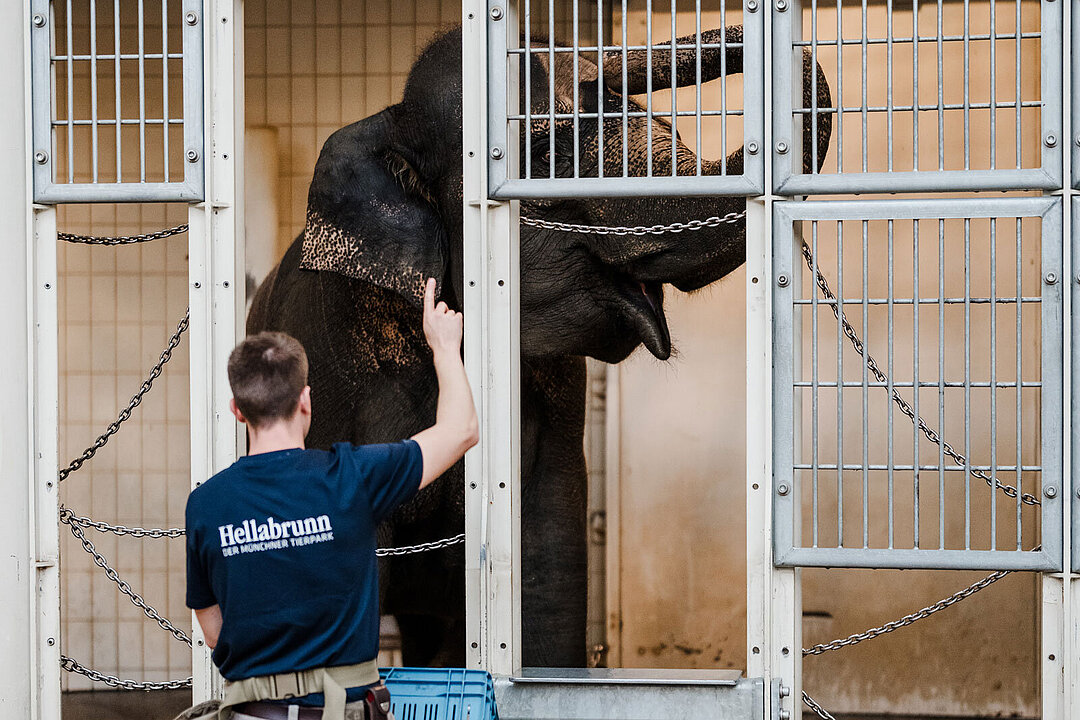 [Translate to English:] Elefant Panang beim Training