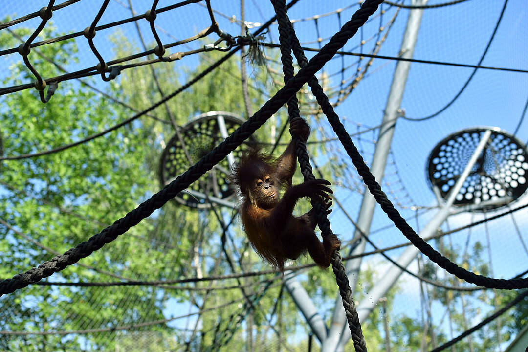 Ein Orang-Utan-Jungtier auf der Außenanlage beim Klettern