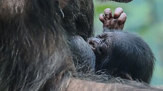 Schimpansen-Jungtier eng an die Mutter gedrückt