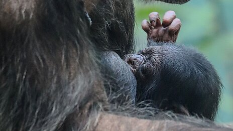 Baby chimpanzee clinging tightly to its mother