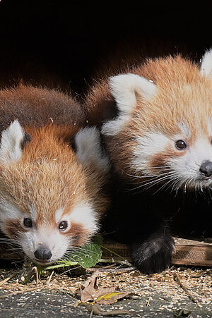 Zwei Jungtiere der Roten Pandas blicken aus ihrer Box.