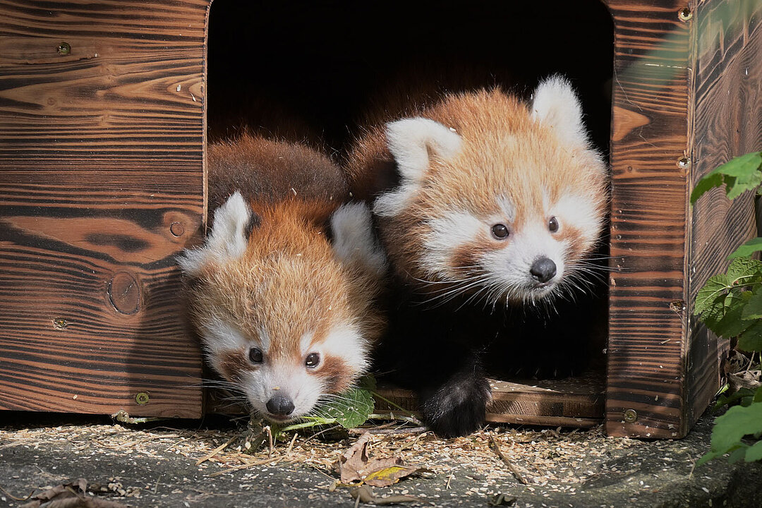 Zwei rote Panda-Jungtiere blicken aus ihrer Innenbox.