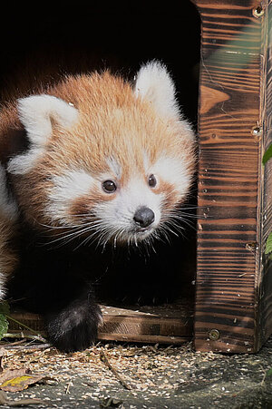 Zwei Jungtiere von den roten Pandas schauen aus ihrer Box heraus.