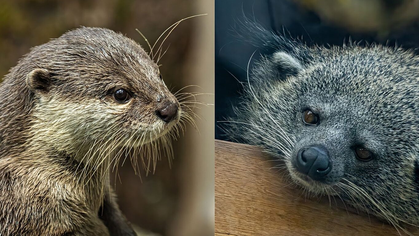Zwergotter und Binturong in der Dschungelwelt