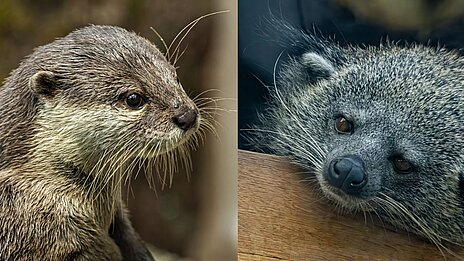 Zwergotter und Binturong in der Hellabrunner Dschungelwelt
