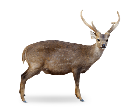 A hog deer with antlers stands sideways and looks into the camera.