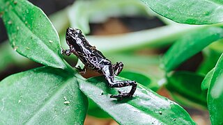 Barbotin-Harlekinkröte