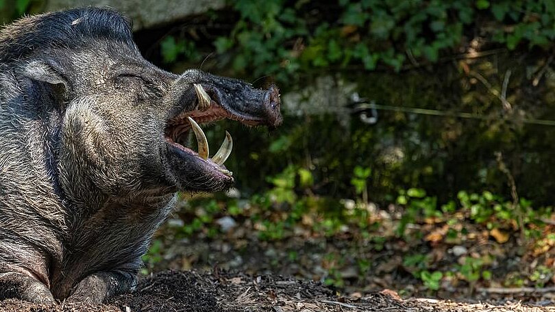Visayas-Pustelschwein im Tierpark Hellabrunn 