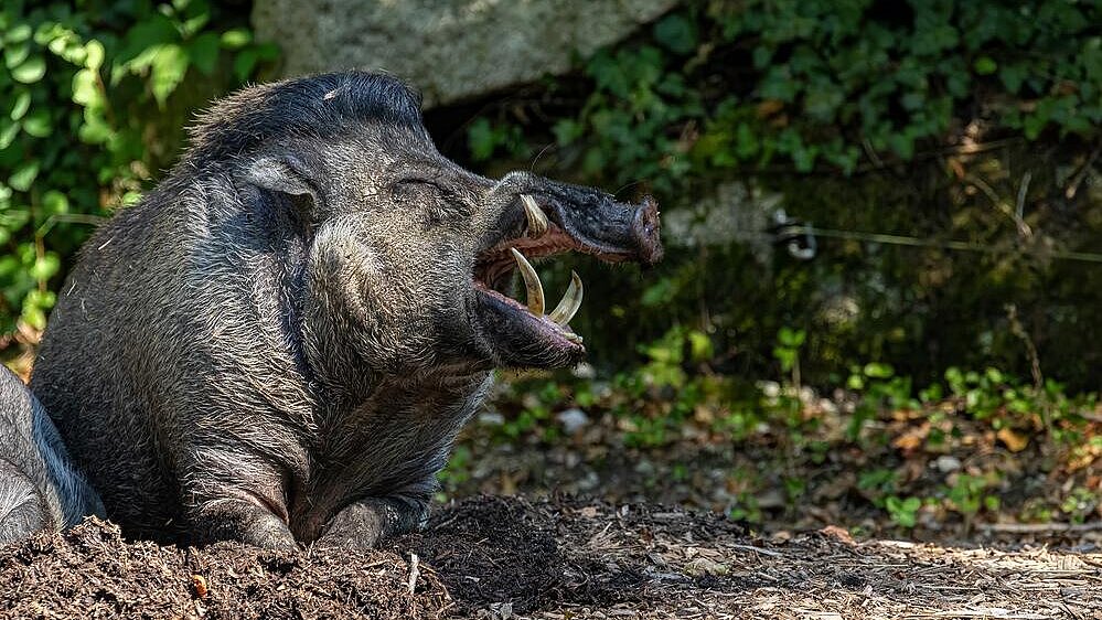 Visayas-Pustelschwein im Tierpark Hellabrunn 