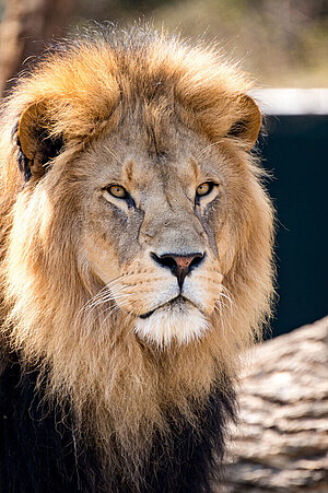 Lion.