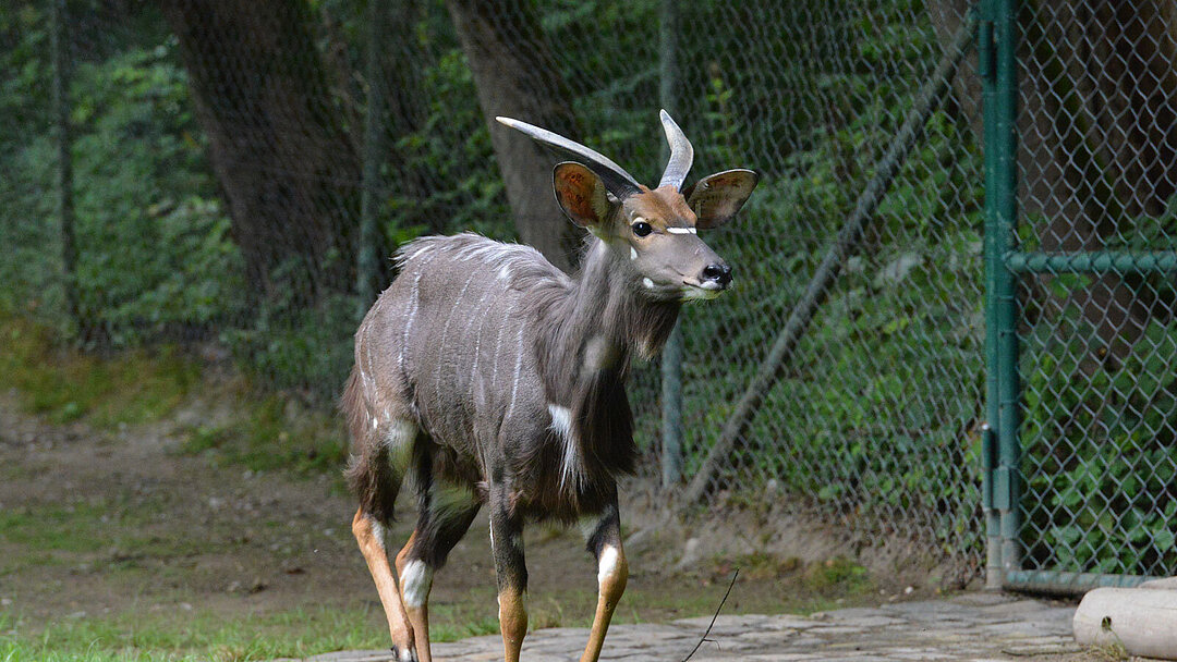 Neuer Nyala-Bock auf Anlage in Hellabrunn