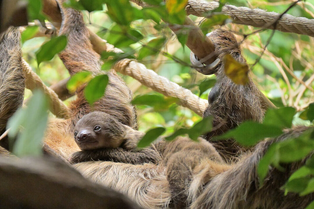 Ein Faultierjungtier auf dem Bauch seiner Mutter.