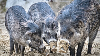 Drei Visayas-Pustelschweine.