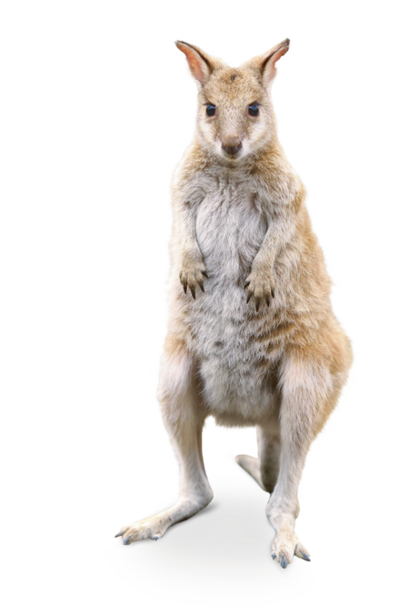 Flinkwallaby Das Bild zeigt ein aufrecht sitzendes Flinkwallaby, welches in die Kamera blickt.
