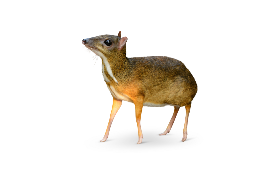 Kleinkantschil seitliche Ansicht