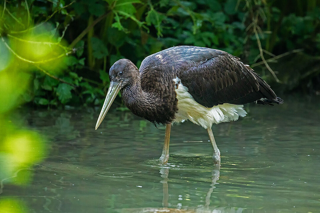 Ein Schwarzstorch-Jungtier steht im Wasser.