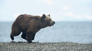 laufender Braunbär in Tschukotka