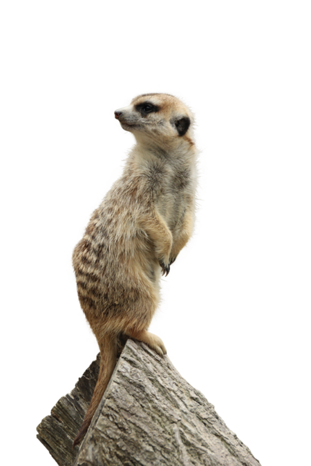 A meerkat sitting on a rock. It peers into the distance to detect possible dangers.