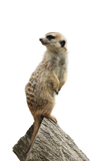 Meerkat - Tierpark Hellabrunn