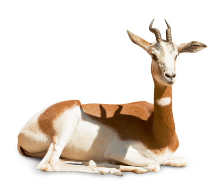 The picture shows a lying Dama Gazelle. The animal is looking to the right side of the picture.